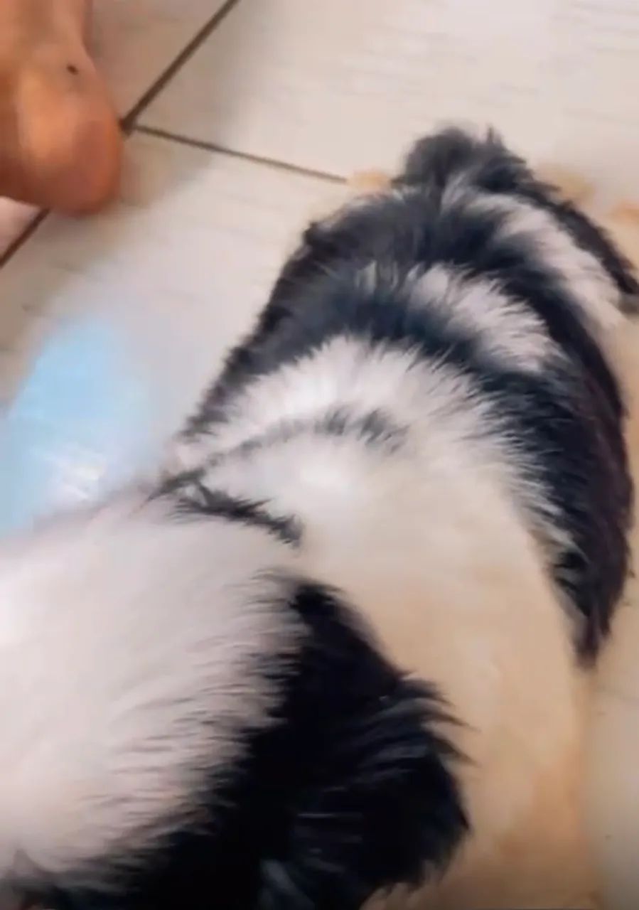 Filhote Shih Tzu  - Foto 3