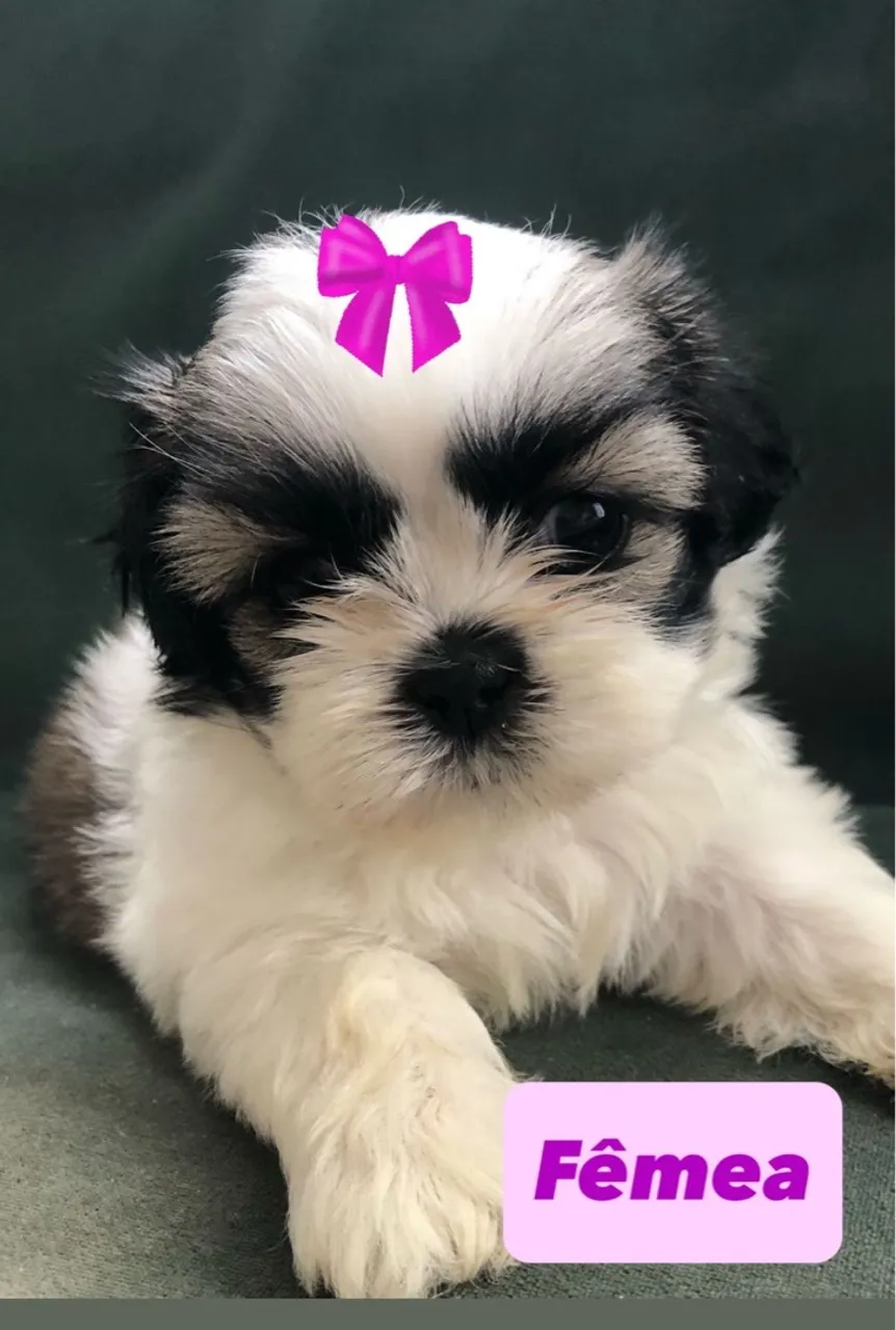Filhote Shih Tzu Fêmea