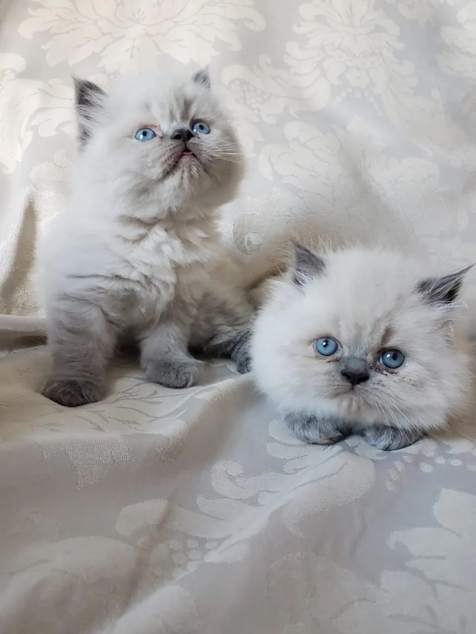 Filhote de gato Persa Himalaio com Siamês  - Foto 2