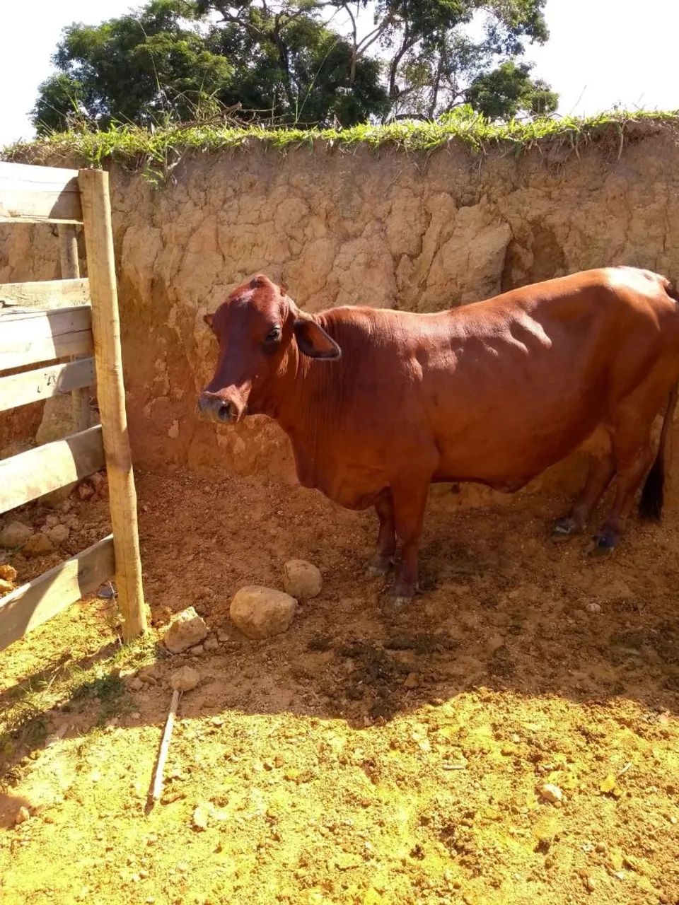 mini vacas  - Foto 2