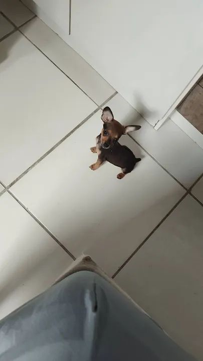 Troco por gato fêmea persa  - Foto 3