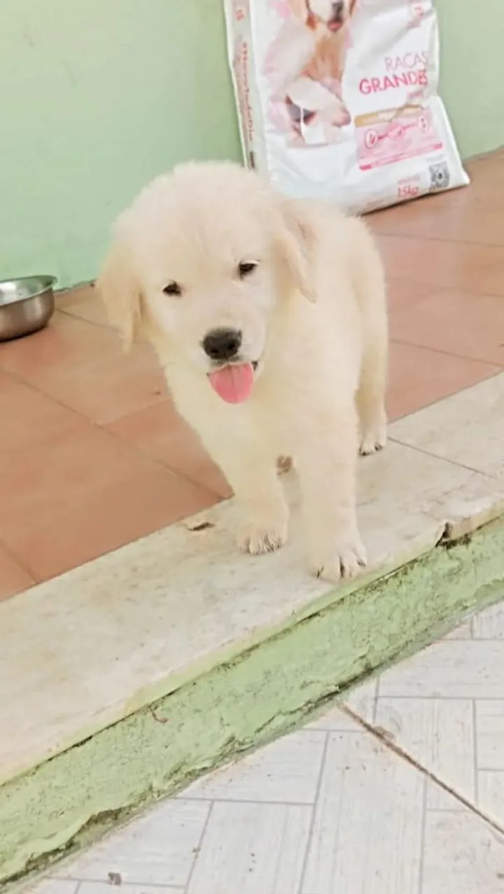 GOLDEN RETRIEVER CBKC 