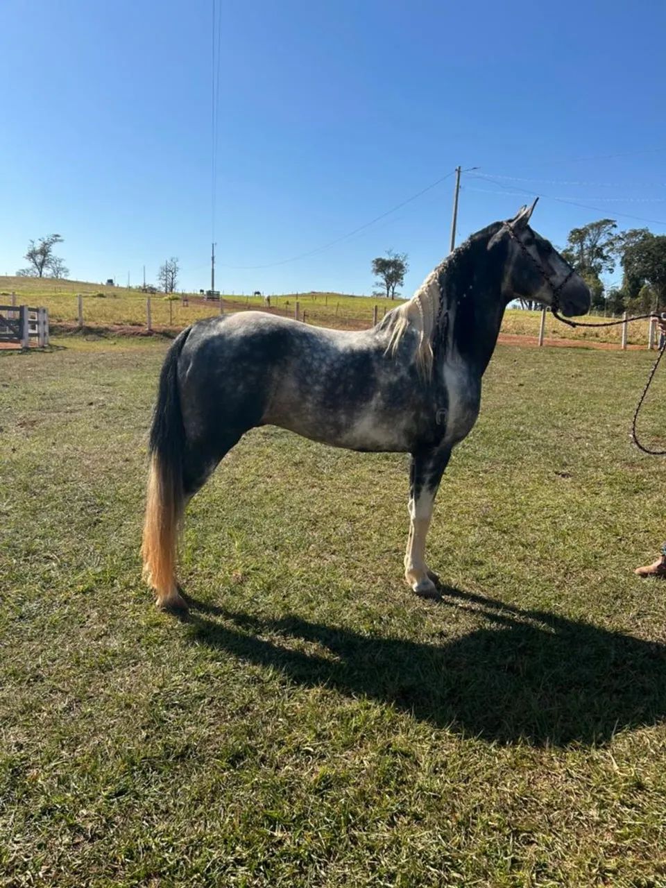 Vendo cavalo marcha batida muito marchador em 30 parcelas  - Foto 3
