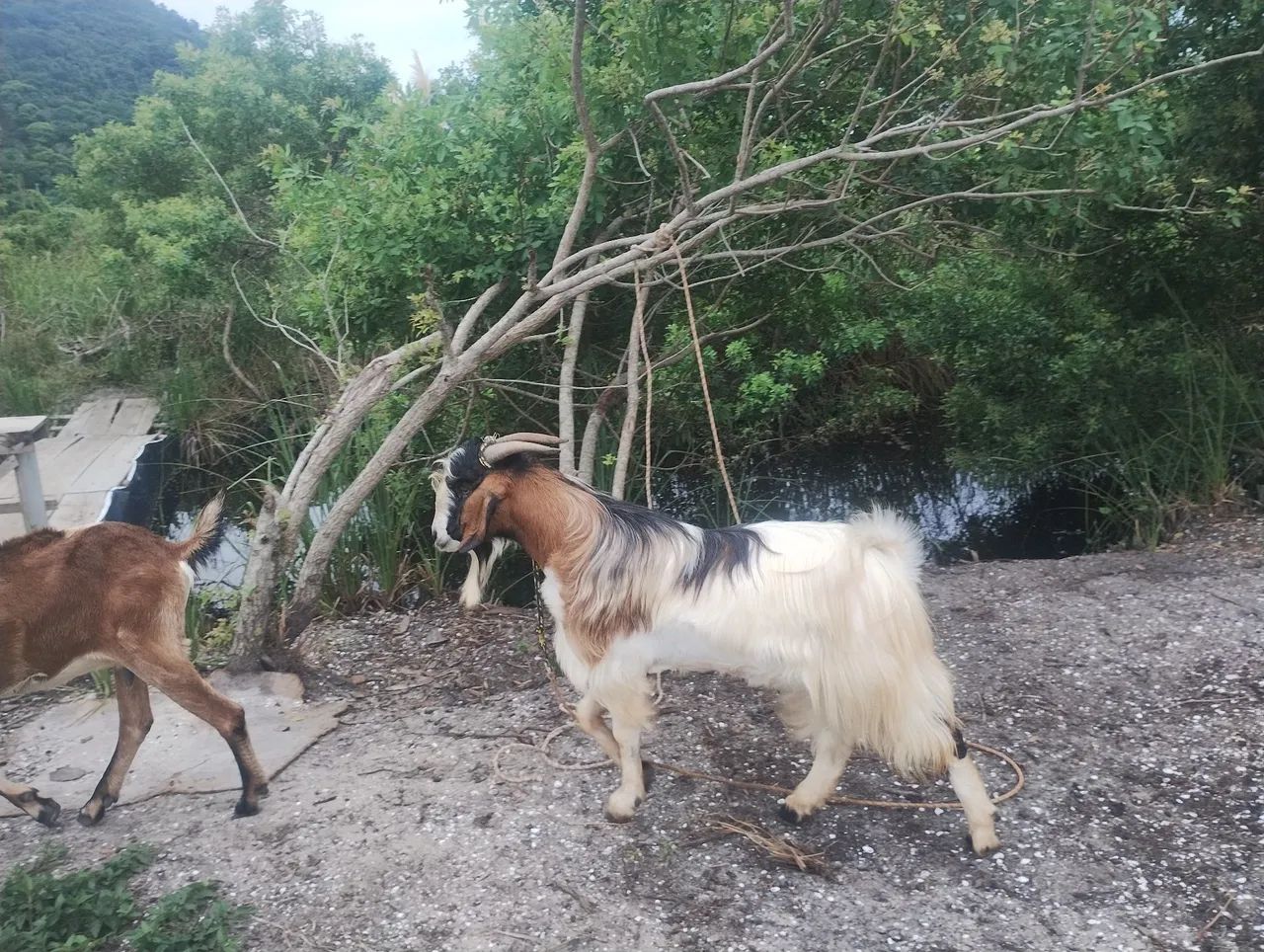 Cabras para venda