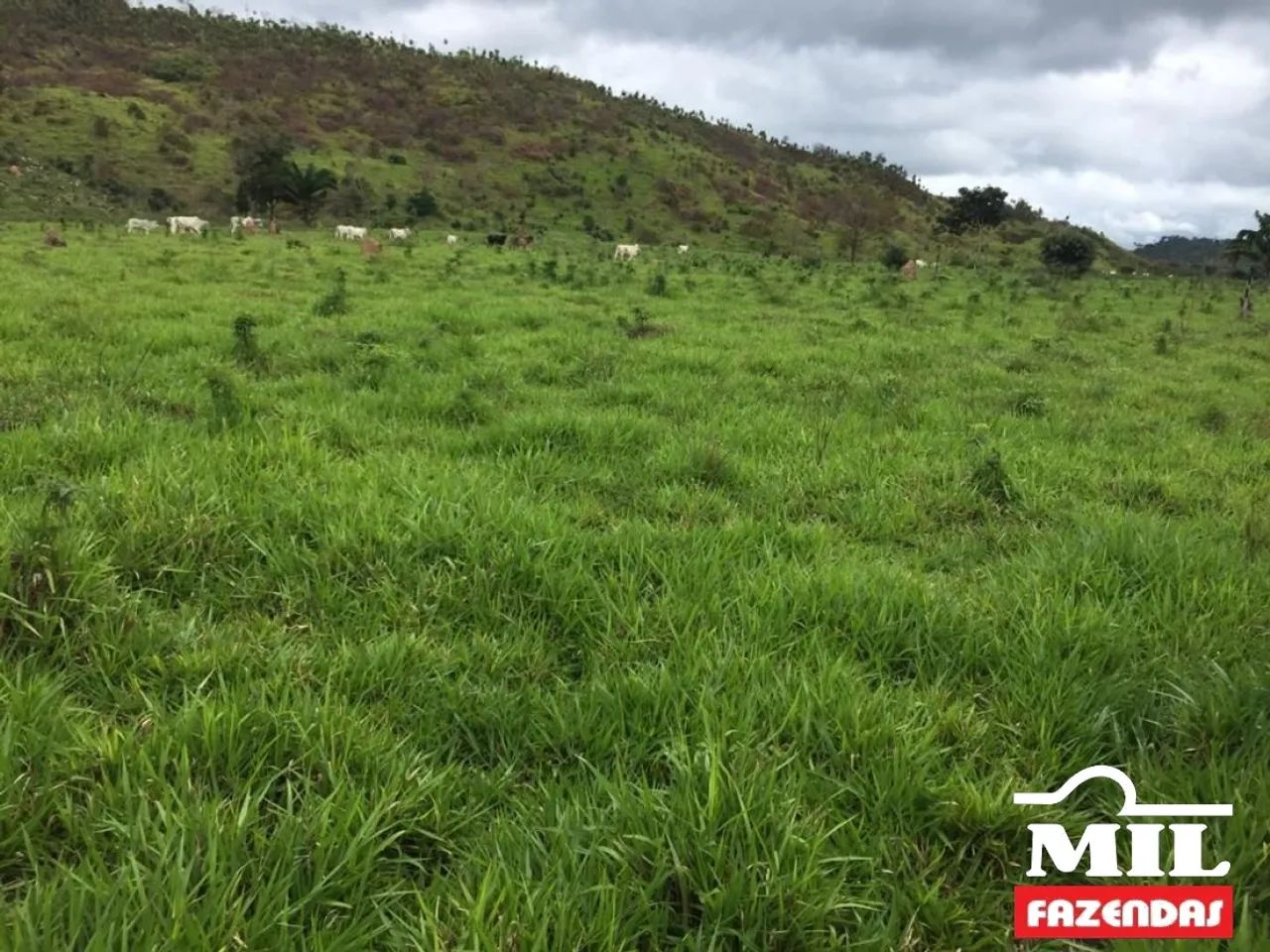 Fazenda em Confresa-MT. . 505 Alq. (2.444 Há)