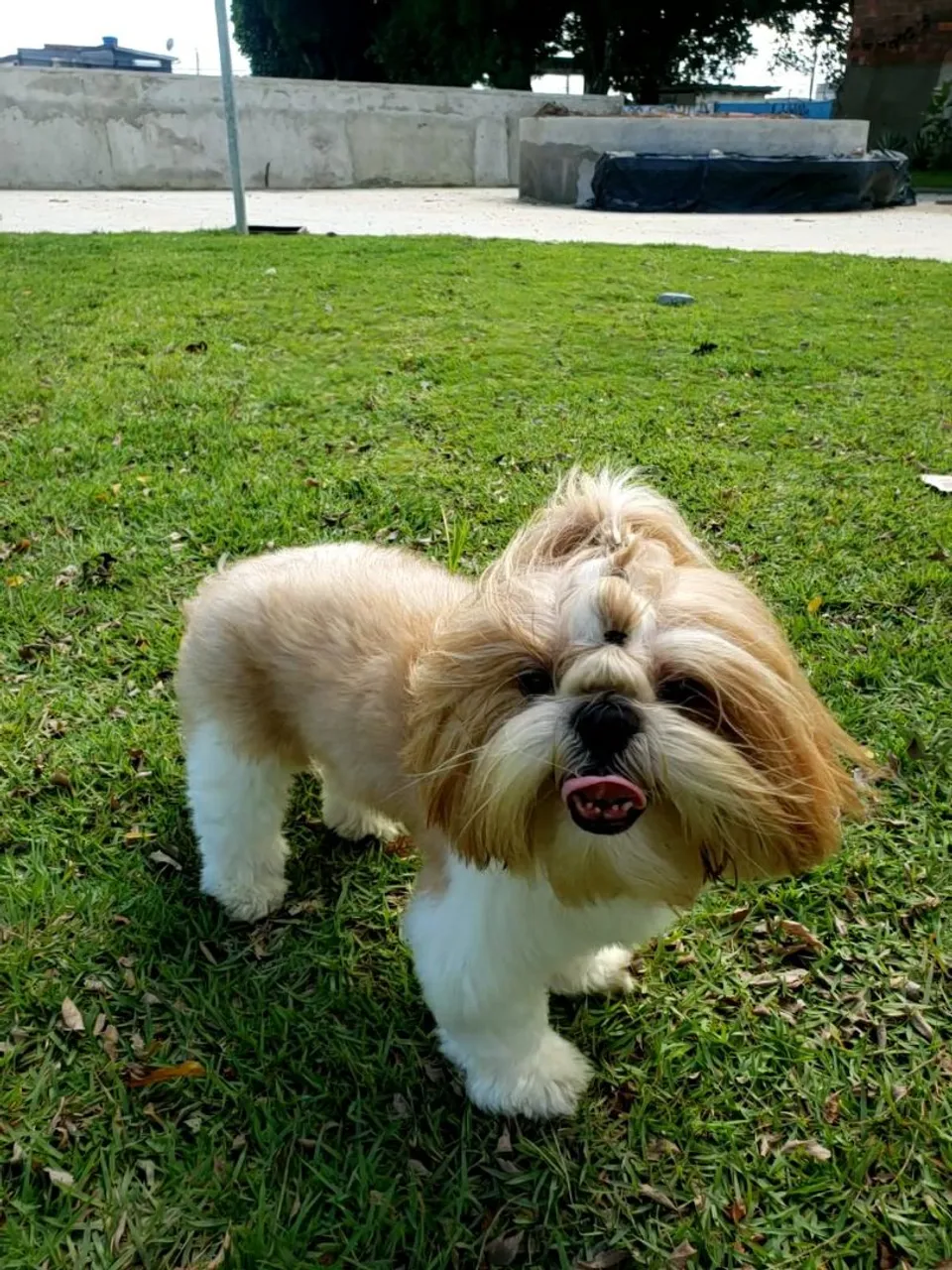 Shih Tzu procura uma namorada