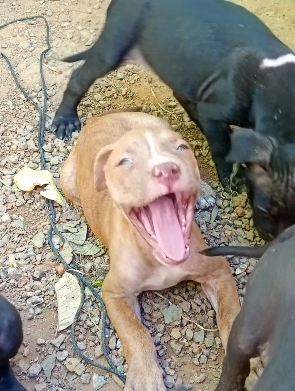 Filhotes de Pitbull fêmea
