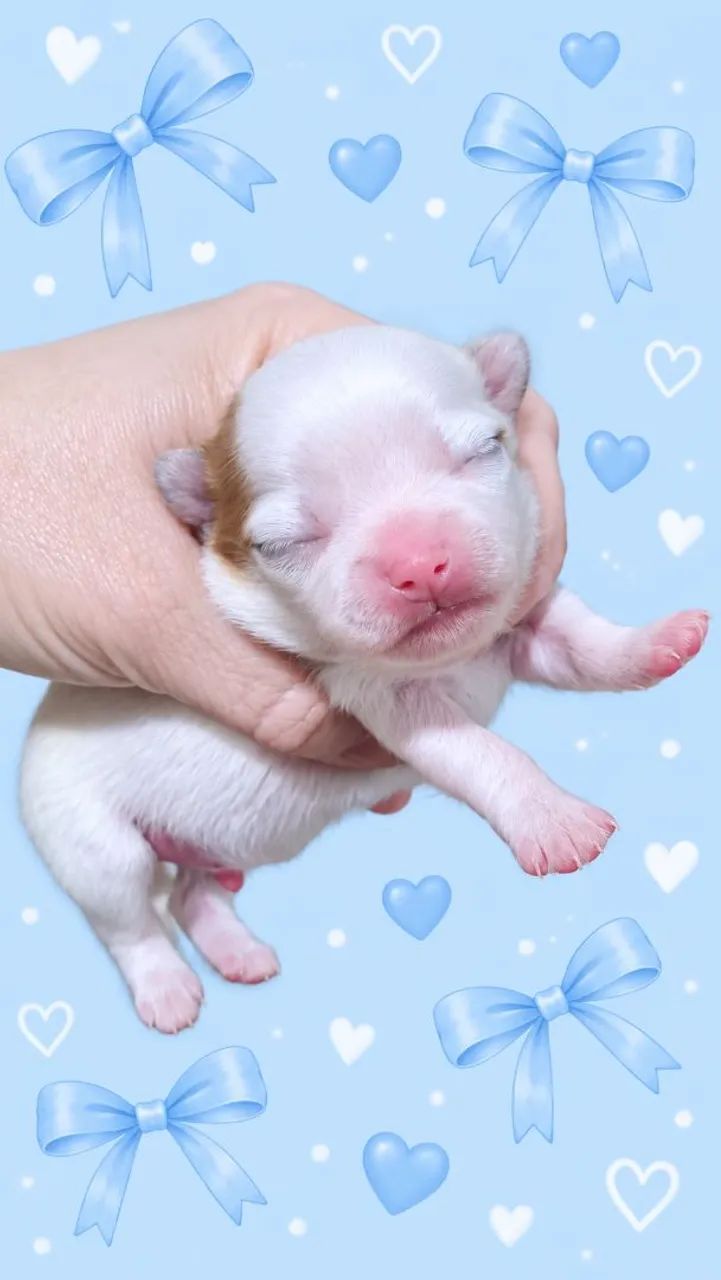 Filhote macho de chihuahua   - Foto 2
