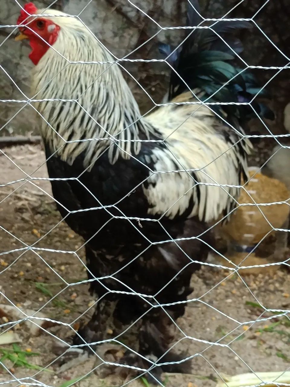 Galos Brahma 