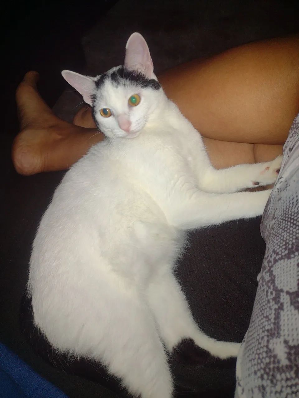Gato