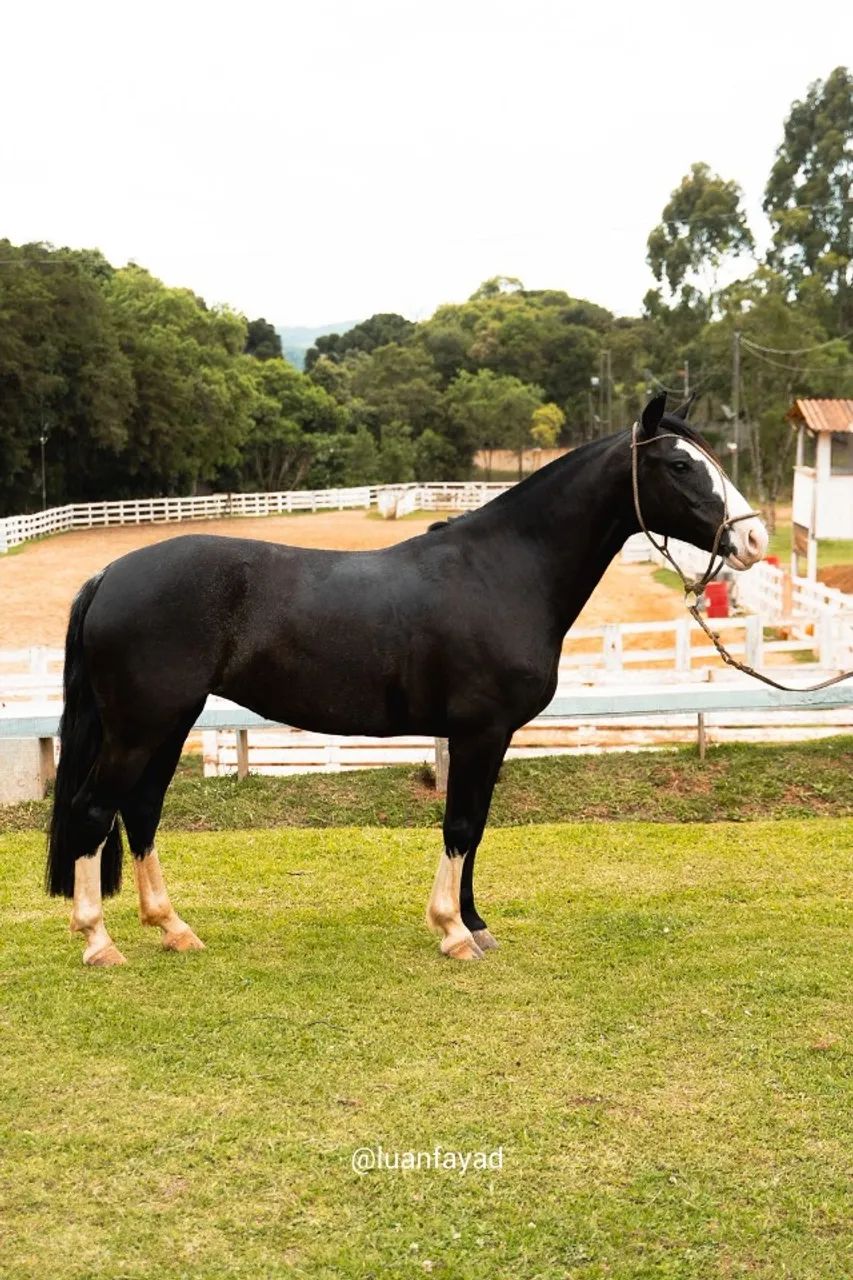 Égua Crioula, 5 anos. Boa e mansa de criança montar! - Foto 3