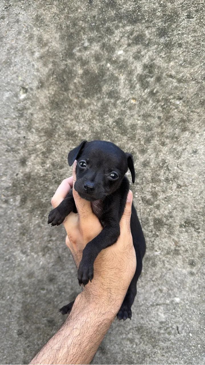 Pincher n0com1  - Foto 2
