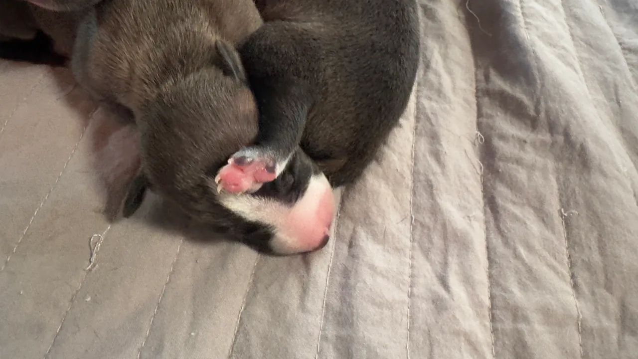 Galgo italiano  - Foto 2
