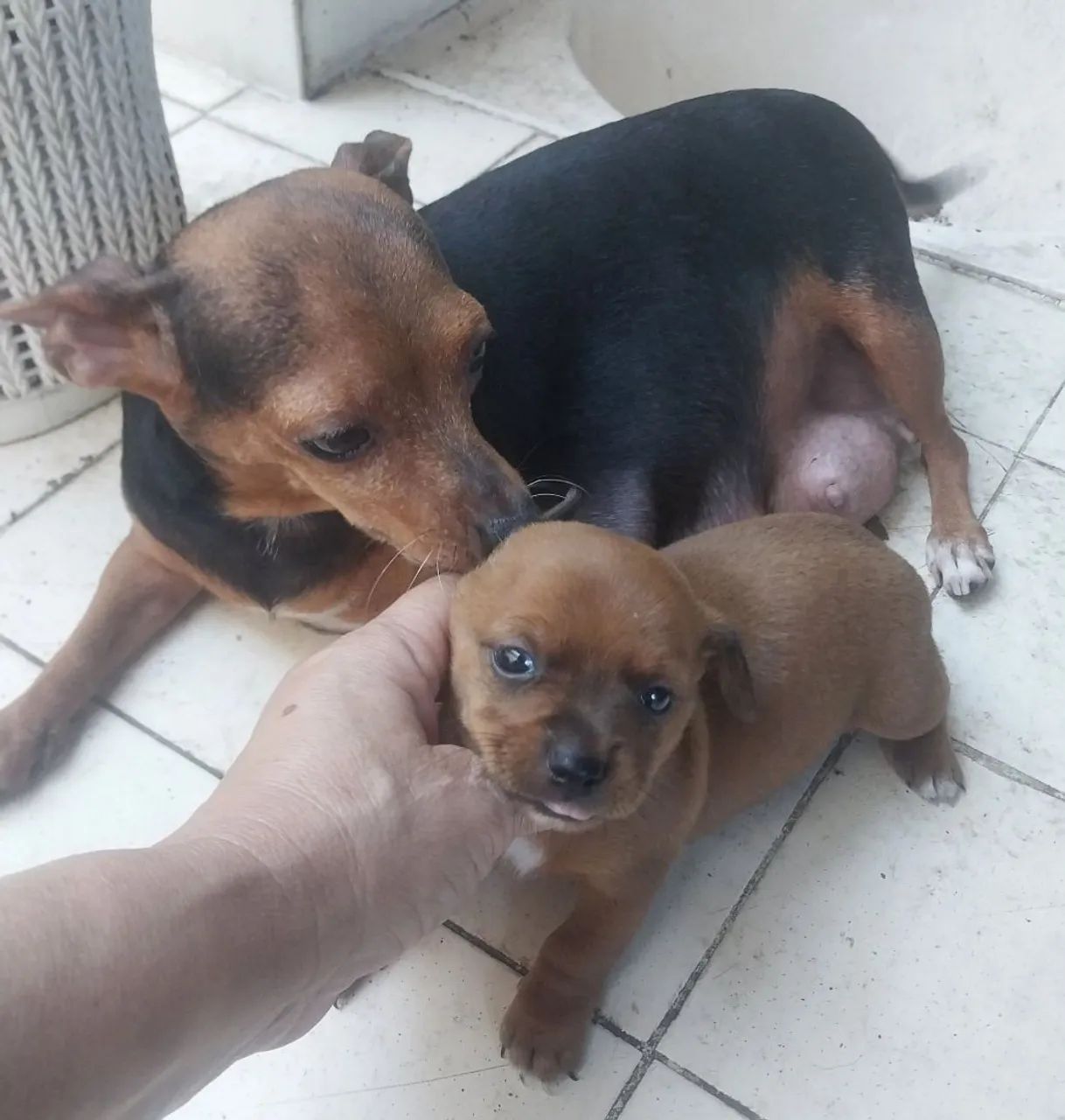 Pinscher 