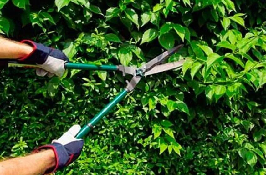 Retirada de árvores| Poda. - Foto 4