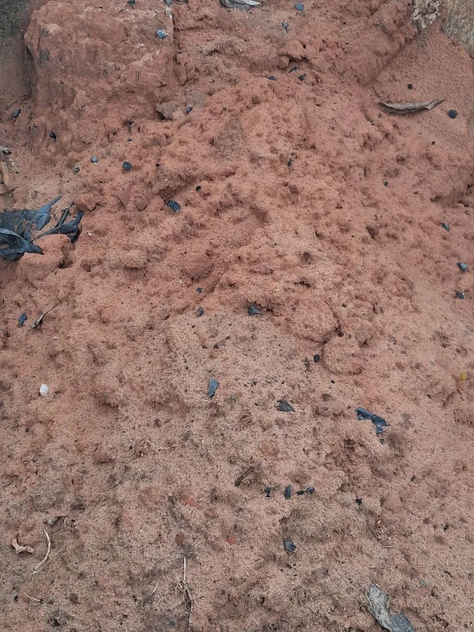 Eucalipto e areia  - Foto 3