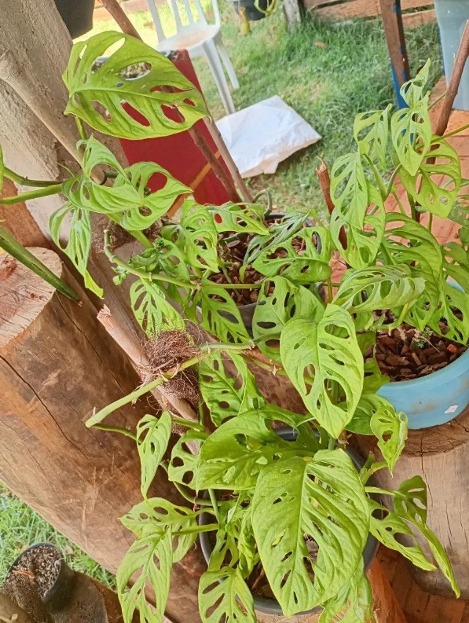 Plantas  - Foto 2