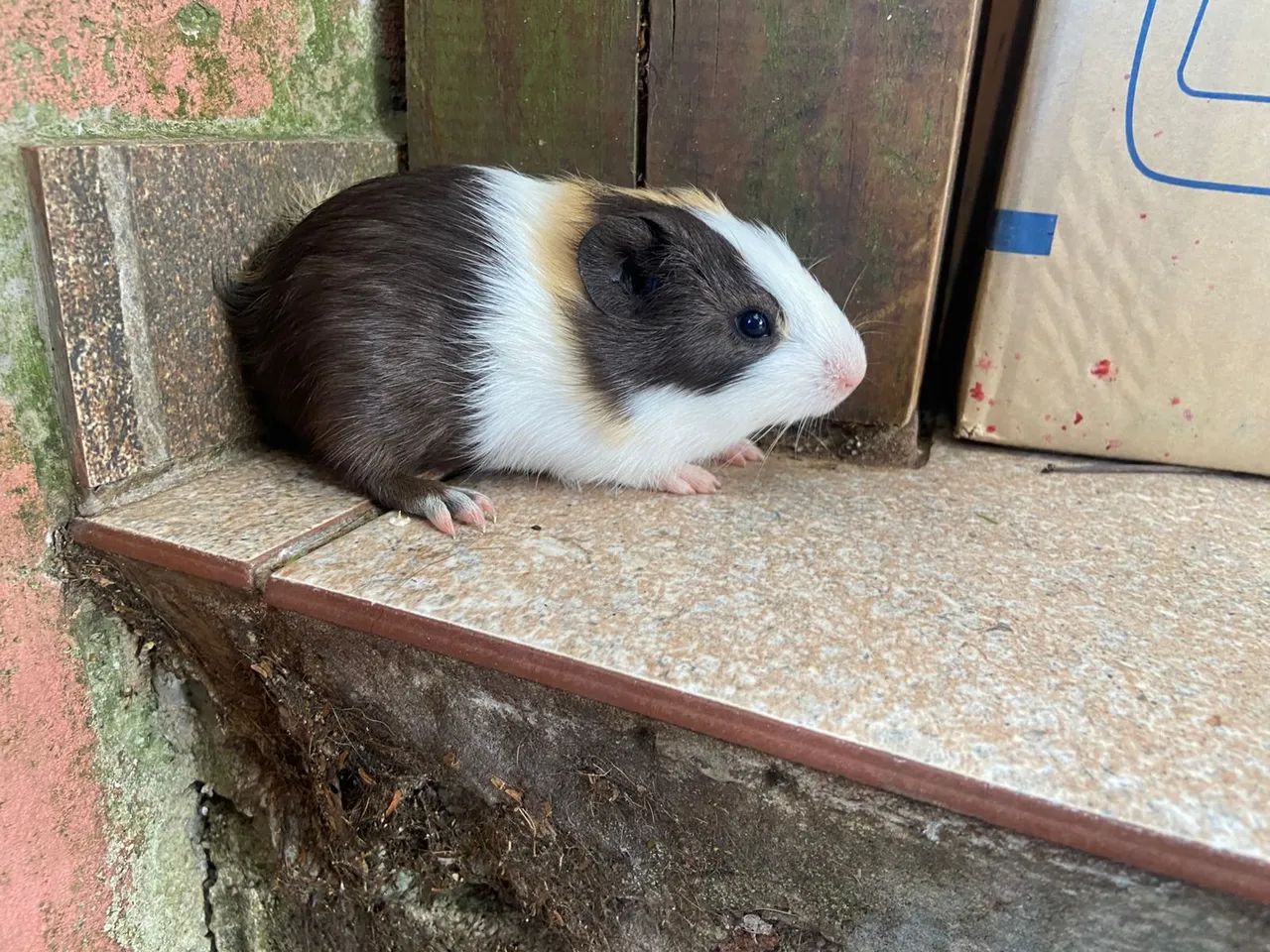 Porquinho da índia  - Foto 3