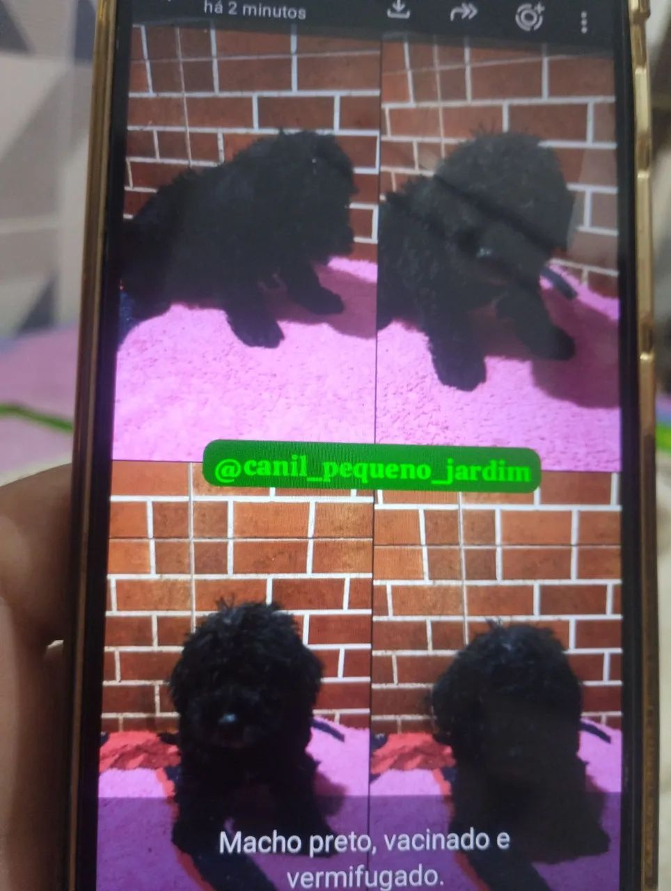 Poodle 