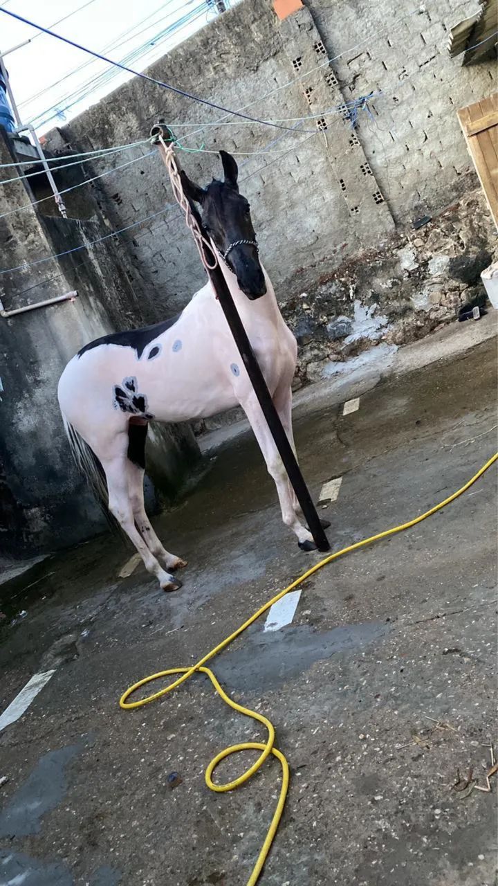 Potro mangalarga  - Foto 2