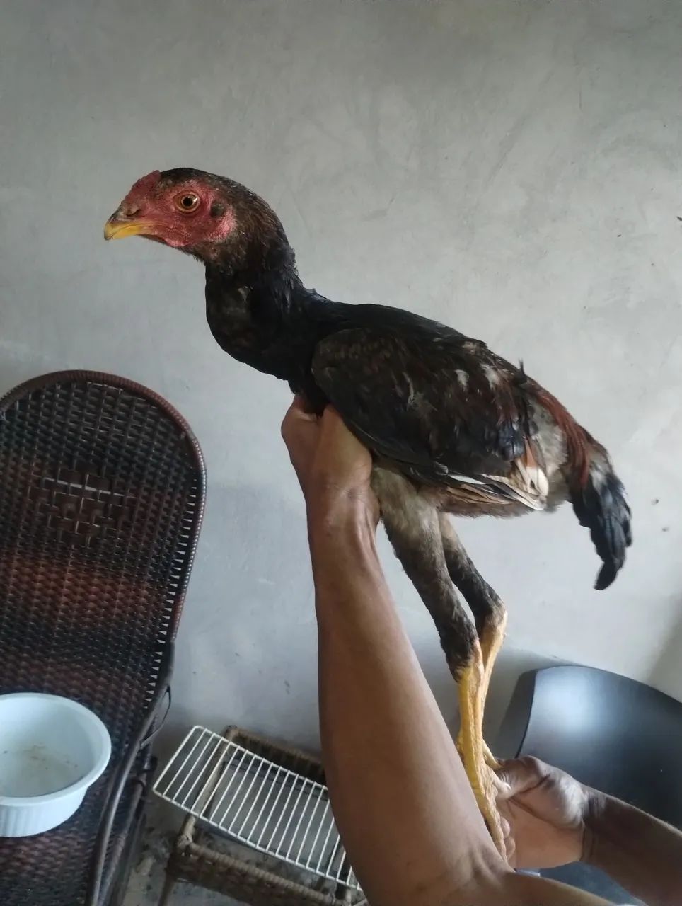 Frango índio  - Foto 3