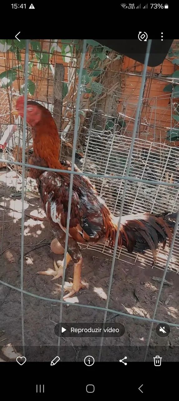Frango 