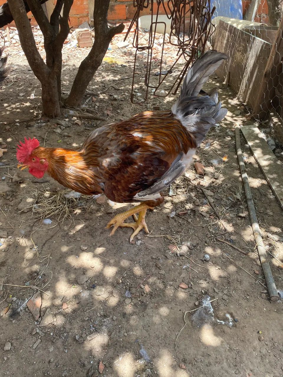 Vendo um frango barão gbs novo  - Foto 3