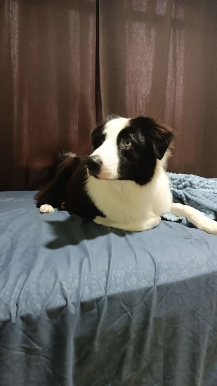 Vender cachorro  - Foto 5