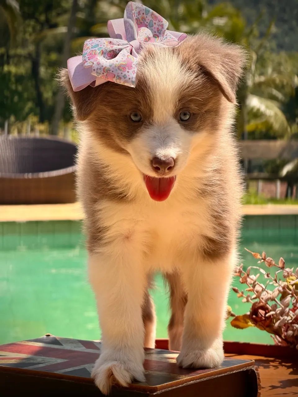 Border collie variadas cores  - Foto 3