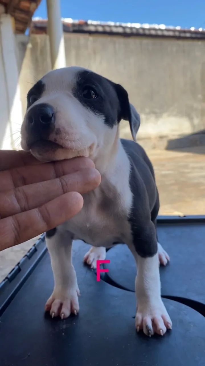Filhotes de Pitbull  - Foto 2