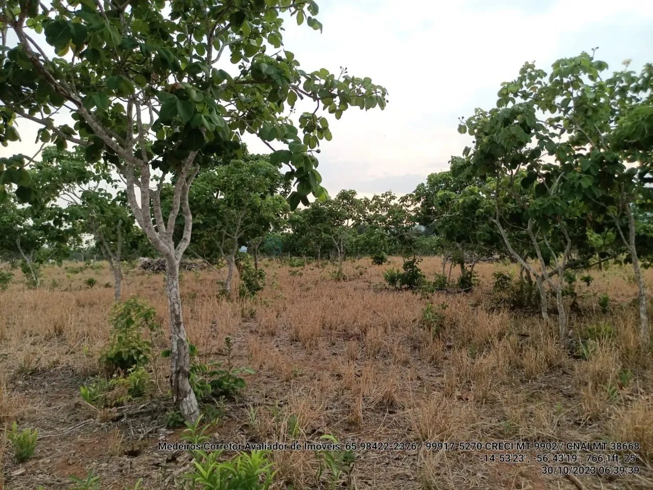 Sitio com 46 hectares com 20 cabeças de gado. - Foto 2