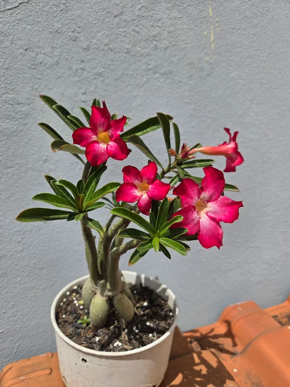 Rosa do Deserto - Foto 3