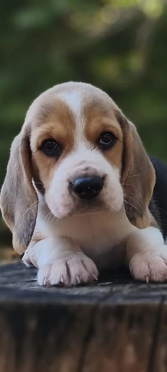 Lindos Filhotes de Beagle com Pedigree 