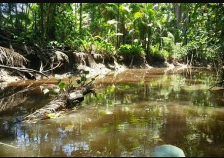Fazenda em Mazagão Velho-AP - Foto 5