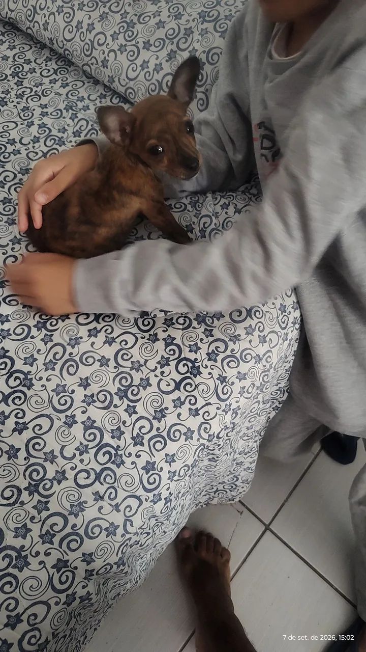  pinscher padrão zero - Foto 2