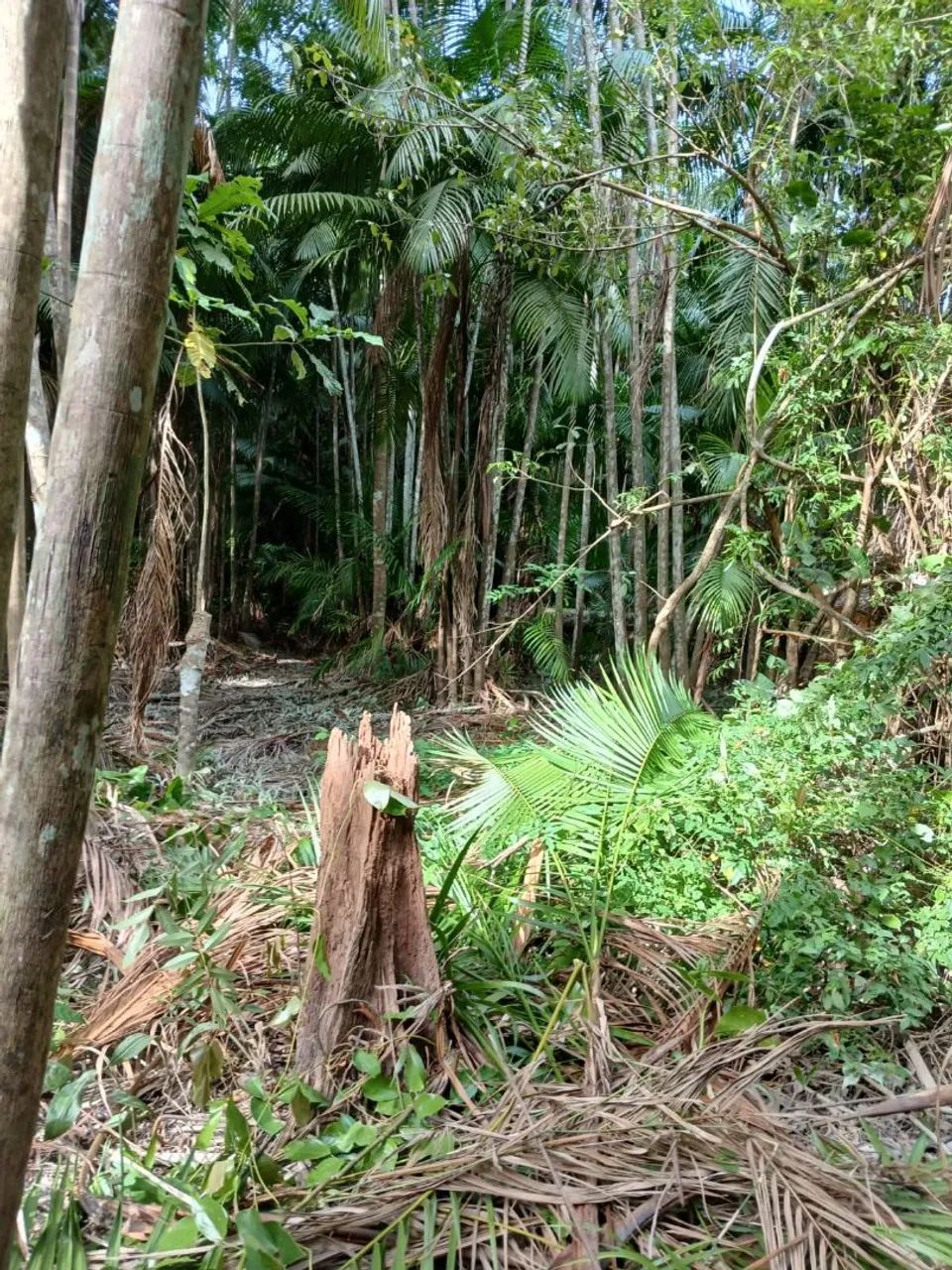 Terreno rural a venda - Foto 4