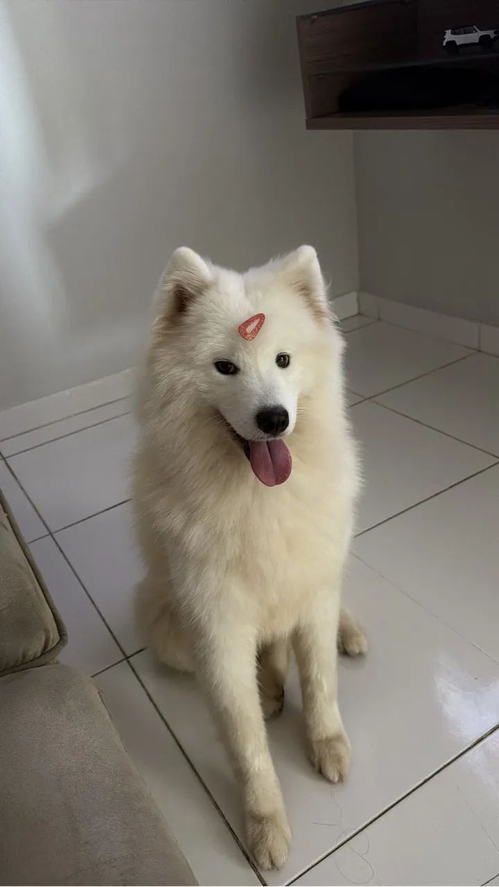 Cachorro Samoeida  - Foto 2