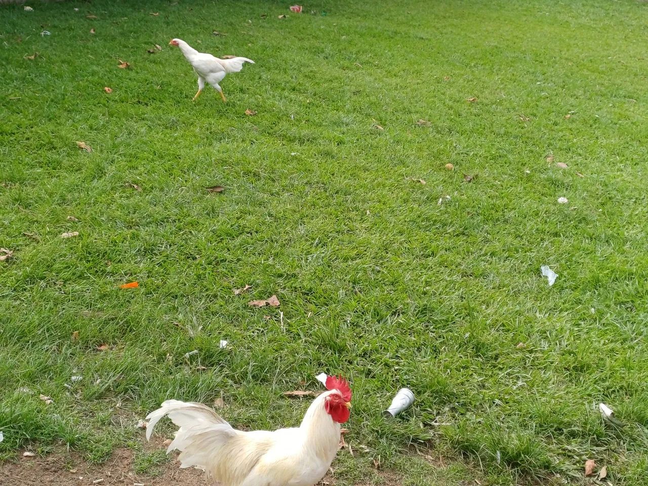 GALOS LEGORNE, CAIPIRA E  GALINHAS - Foto 2