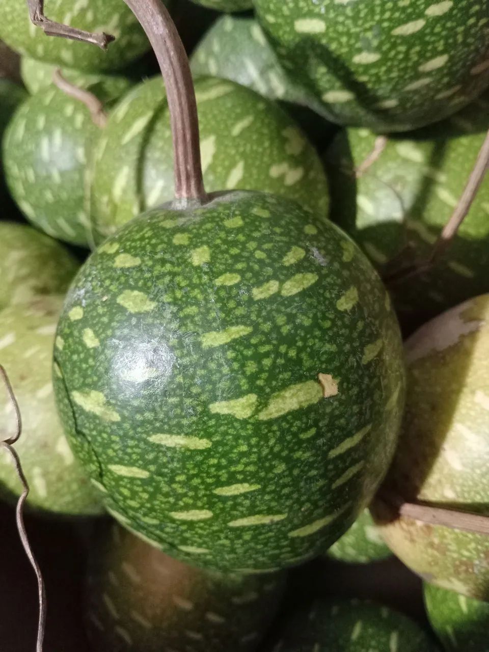 Tagire fruto africano 1 unidade 