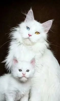 Maine Coon  - Foto 2