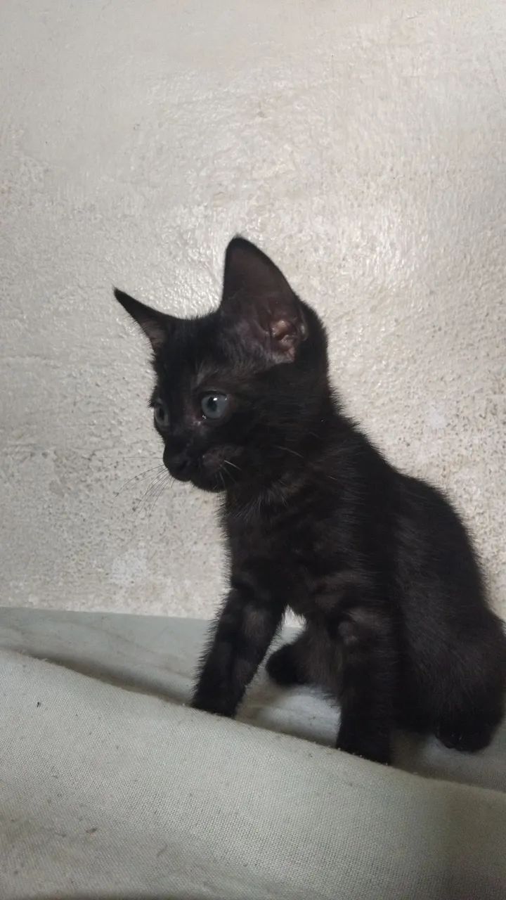 ADOÇÃO  - Foto 4