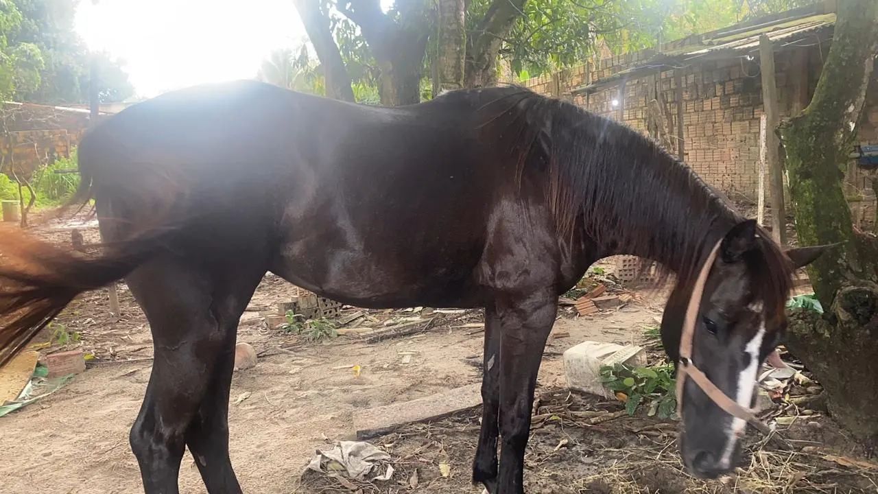 Vendo égua de esteira  - Foto 3