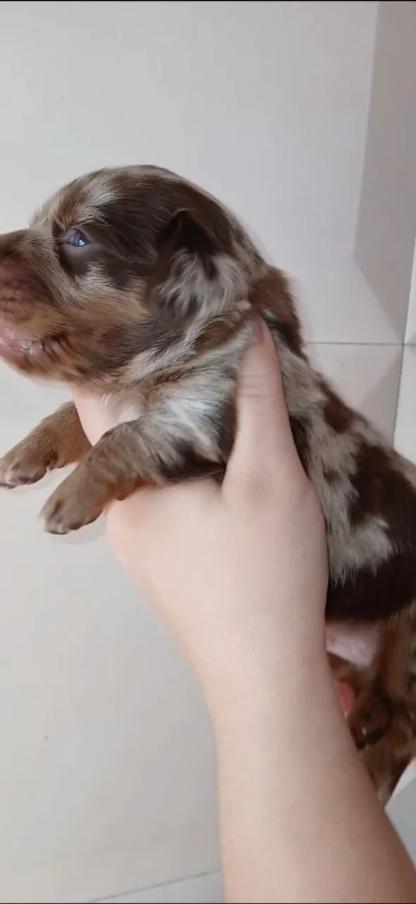 Dachshund pelo longo  - Foto 2