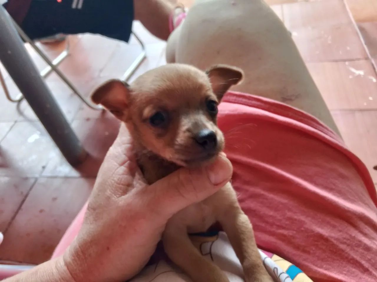 Pinscher macho n1 - Foto 5