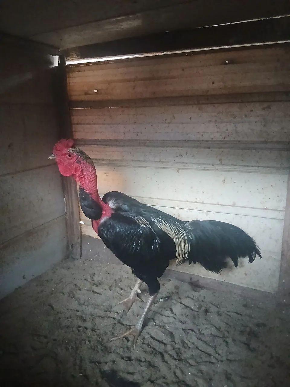 vendo frango china polaco 