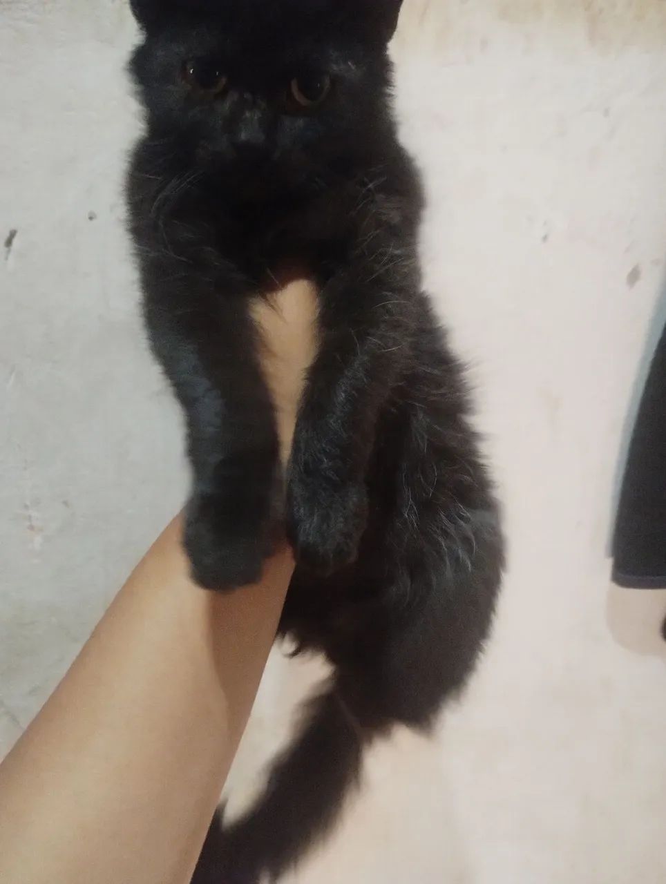 Doação gatinho macho  - Foto 3