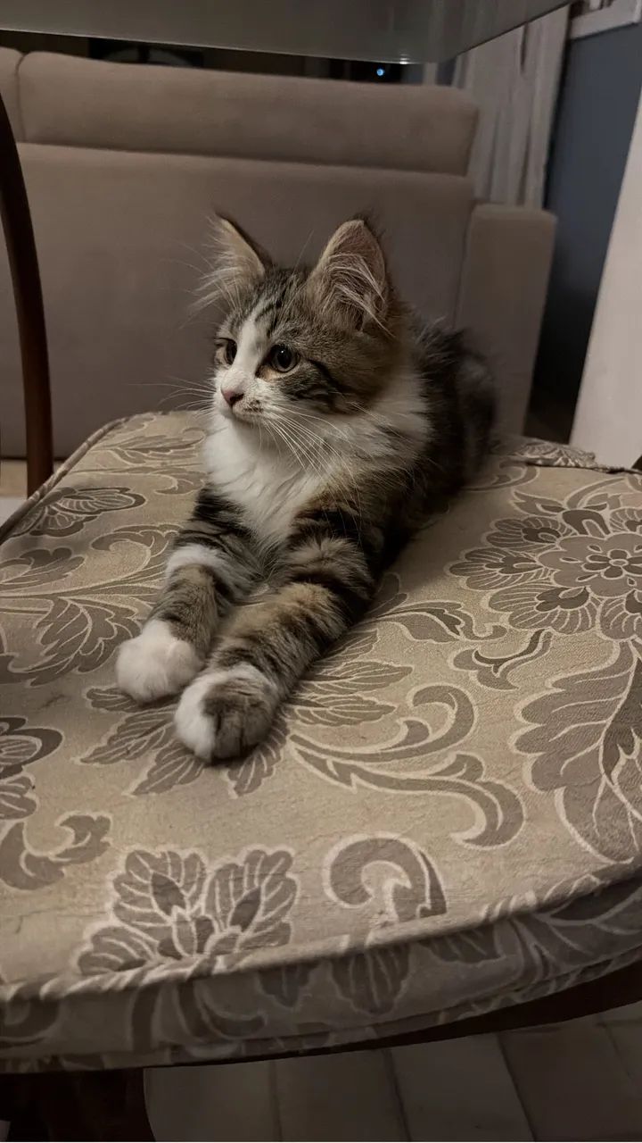 Gato Mainecoon  - Foto 2