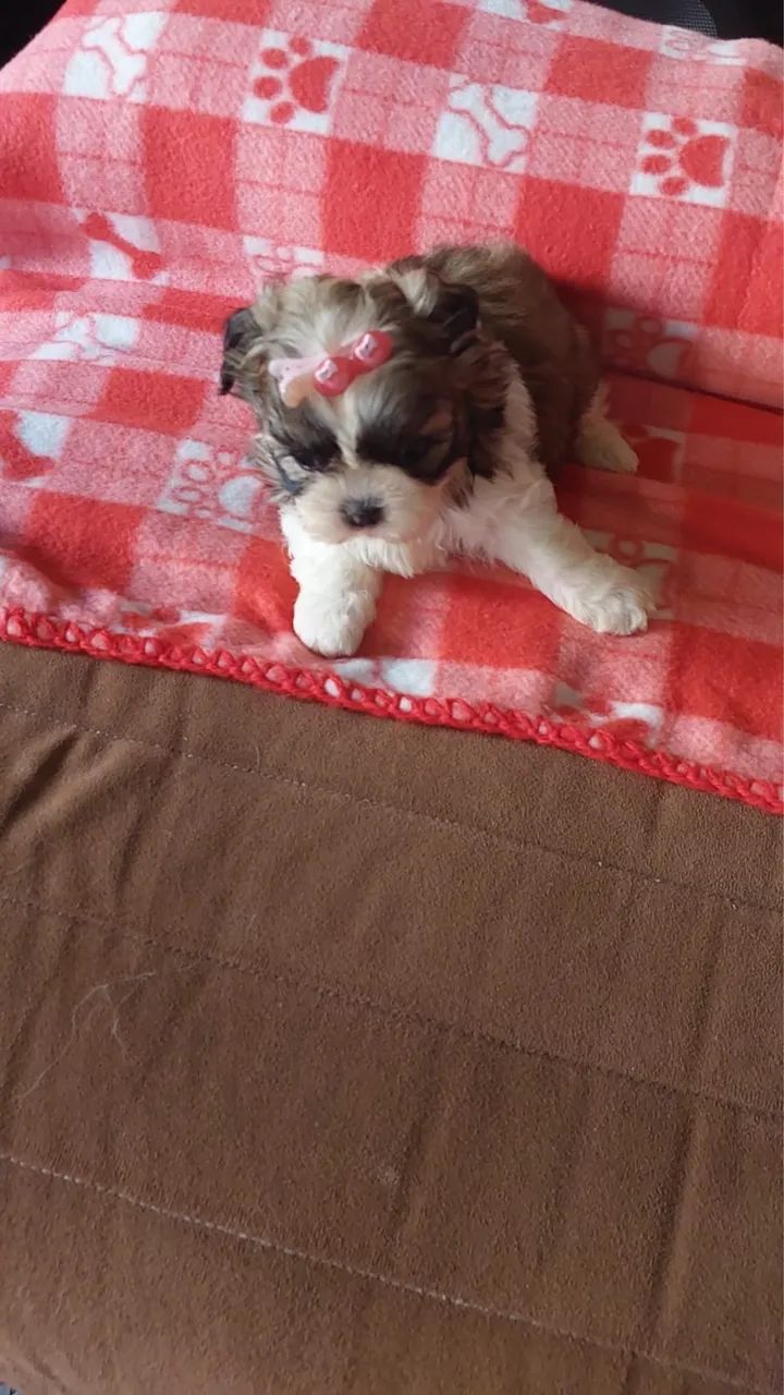 Shitzu - Foto 3