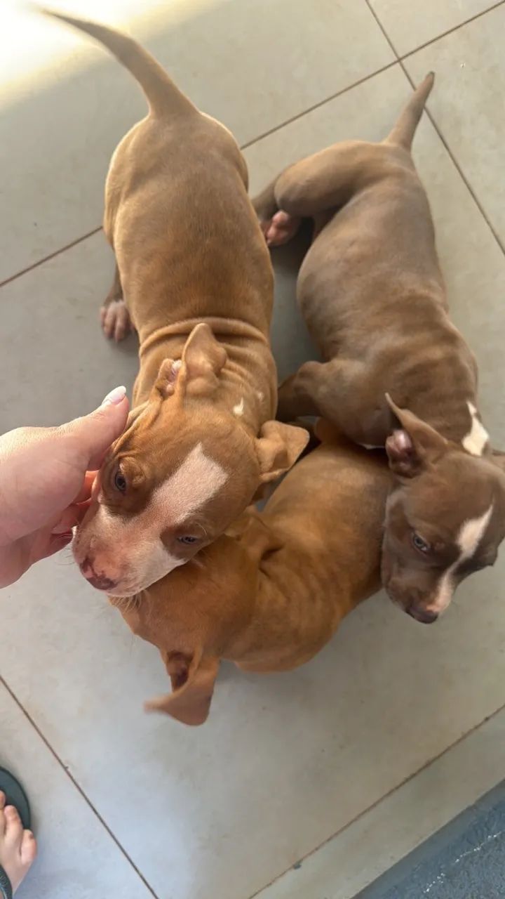 Cachorro - Foto 3