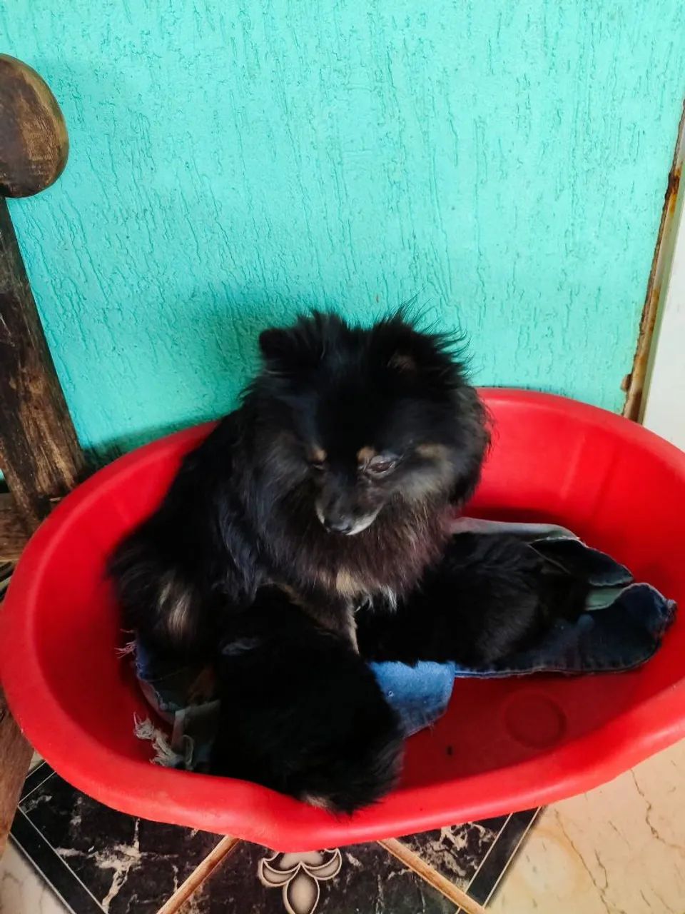 Vendo spitz alemão macho  - Foto 5